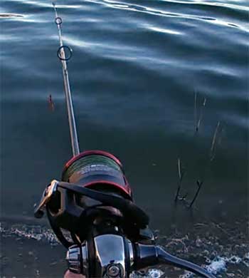 Daiwa Fuego Spinning Reel